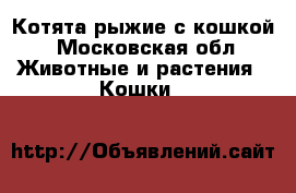 Котята рыжие с кошкой - Московская обл. Животные и растения » Кошки   